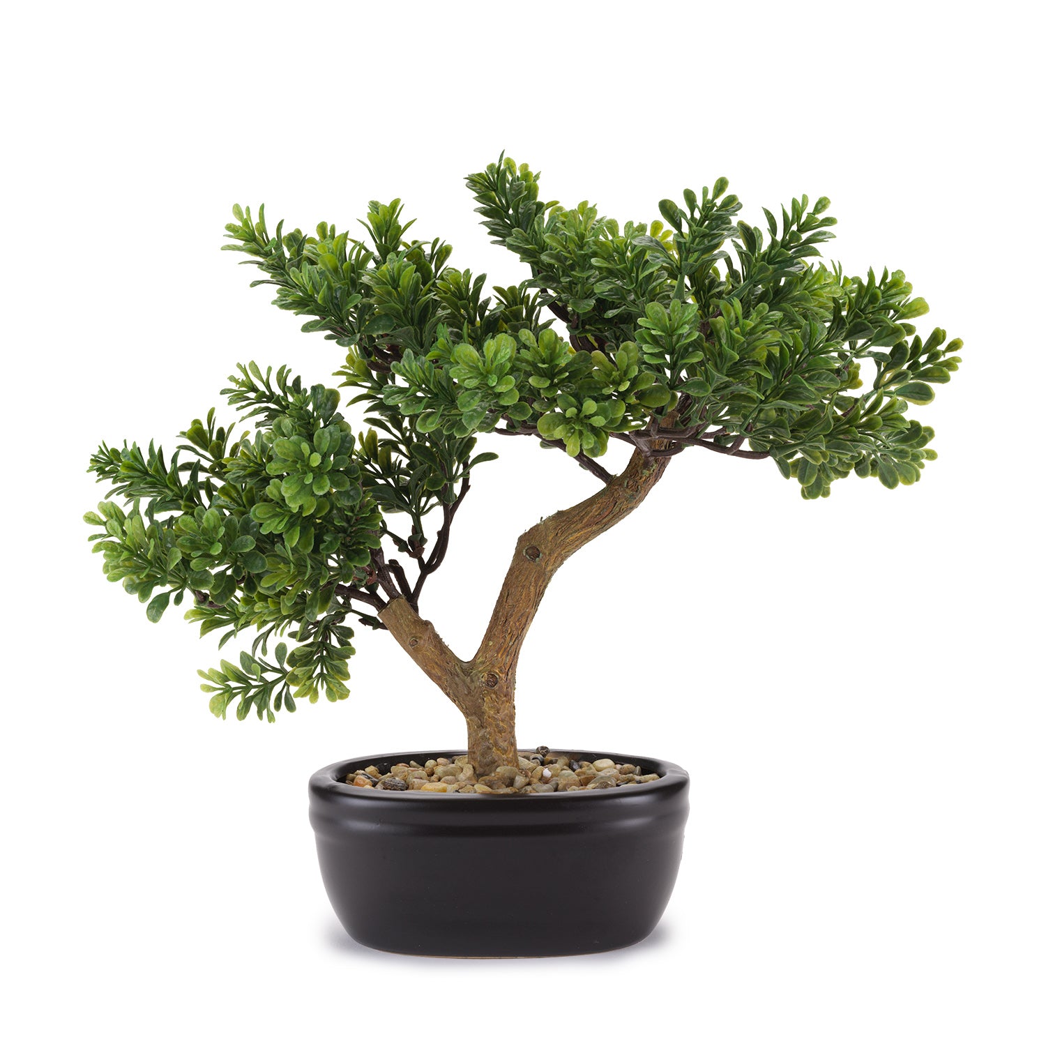 BONSAI CEDRO PICCOLO