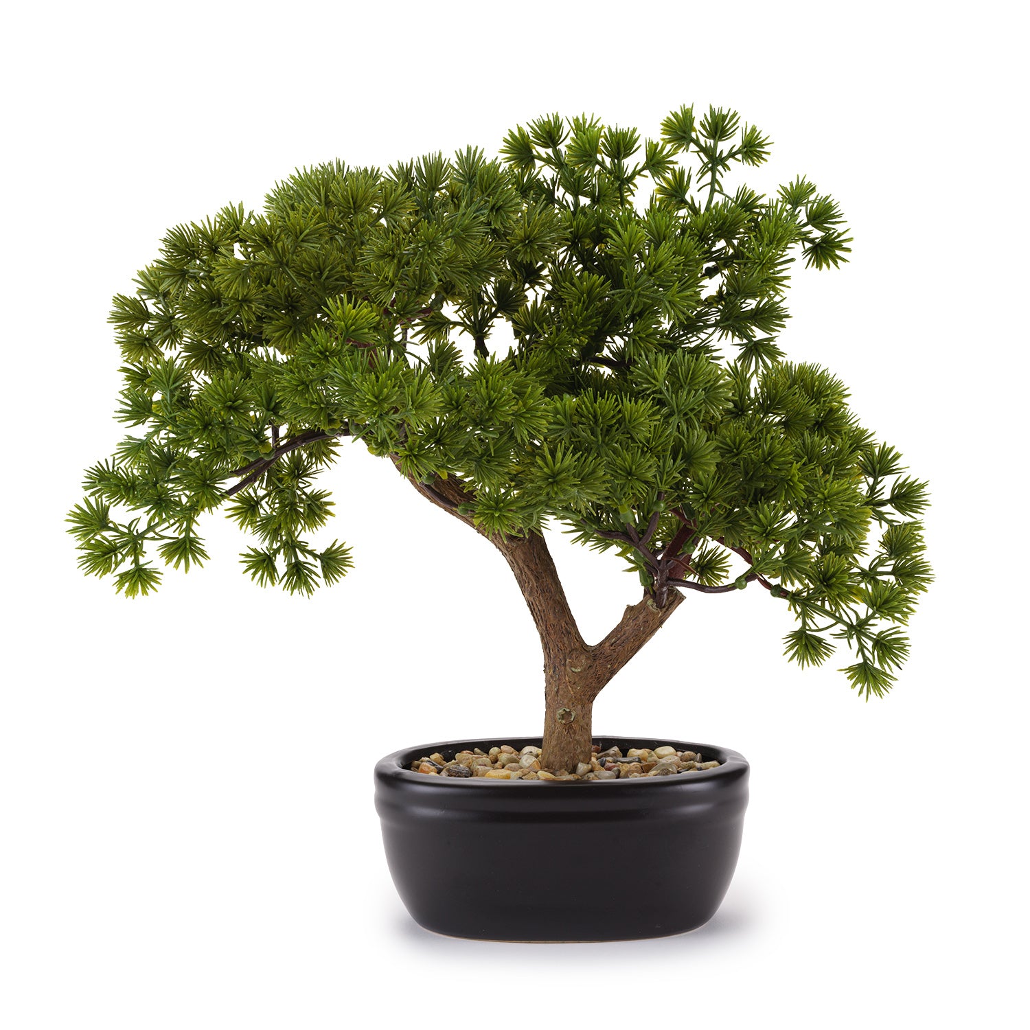 BONSAI PINO PICCOLO