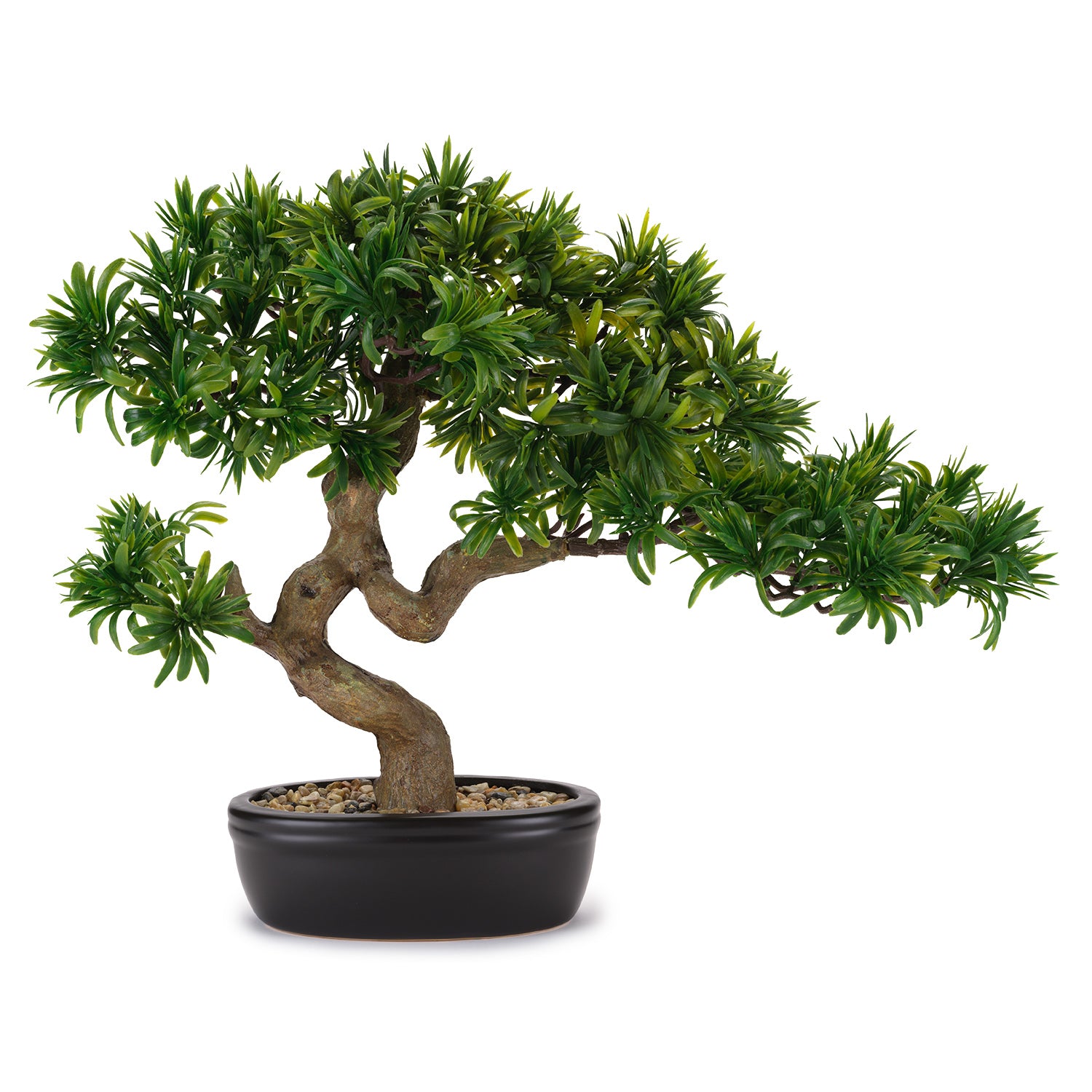 BONSAI TASSO GIAPPONESE MEDIO