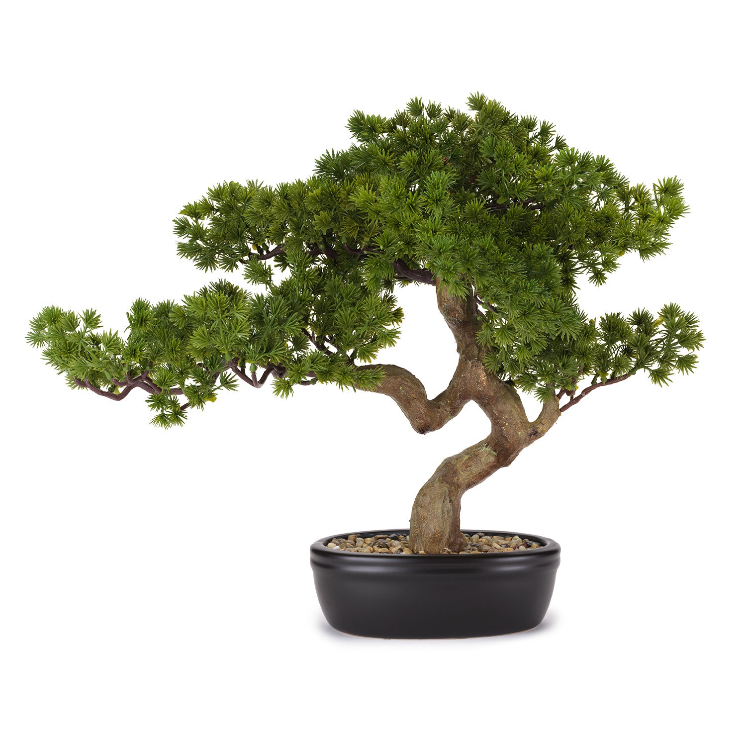 BONSAI PINO MEDIO