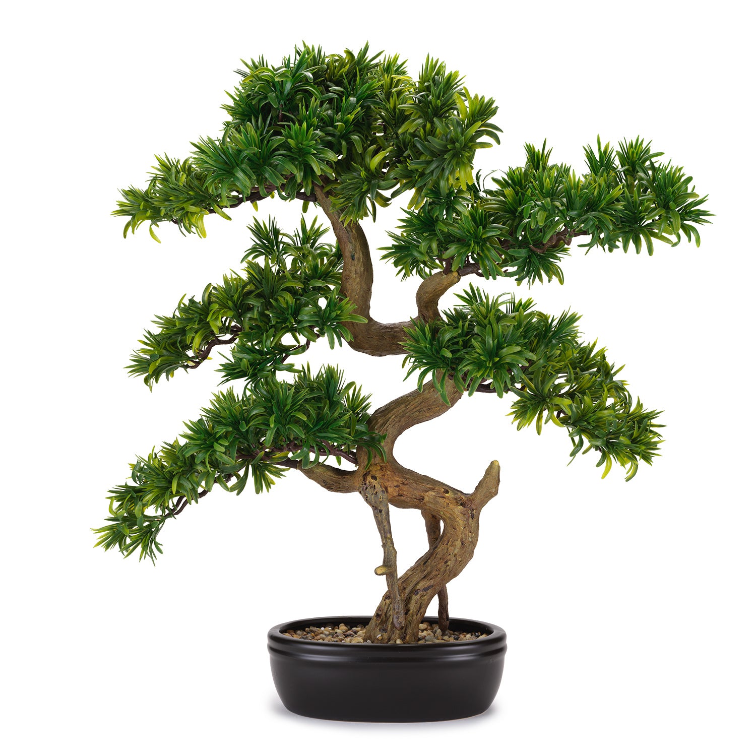 BONSAI TASSO GIAPPONESE GRANDE