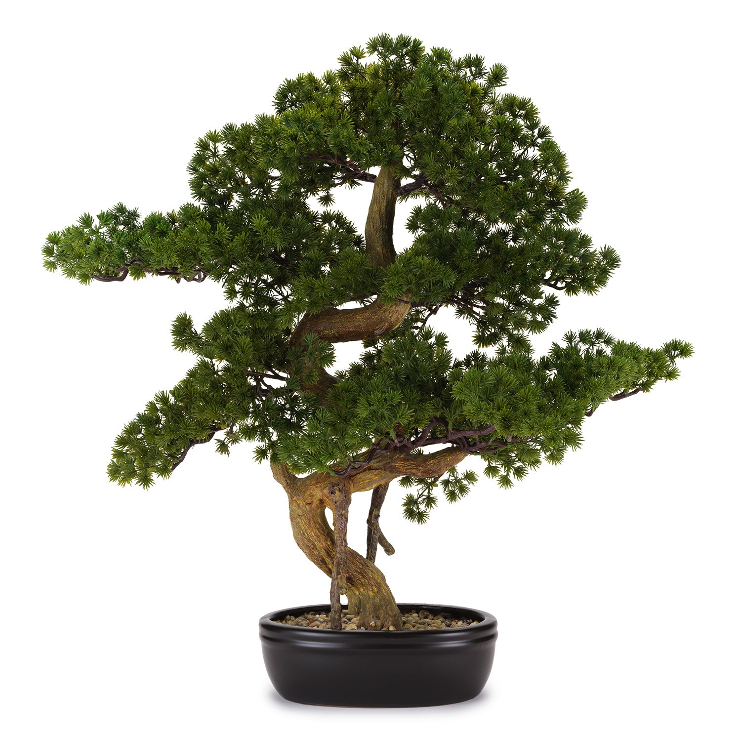 BONSAI PINO GRANDE