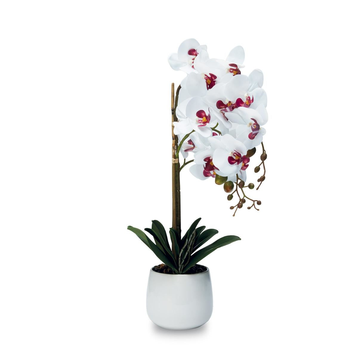 Pianta orchidea tre rami