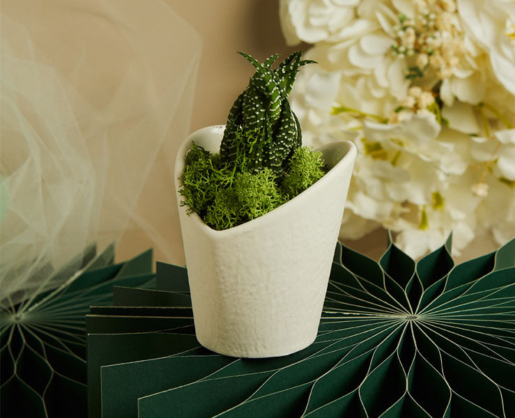 Vasetto Bianco a Cuore con Piantina Grassa e Muschio