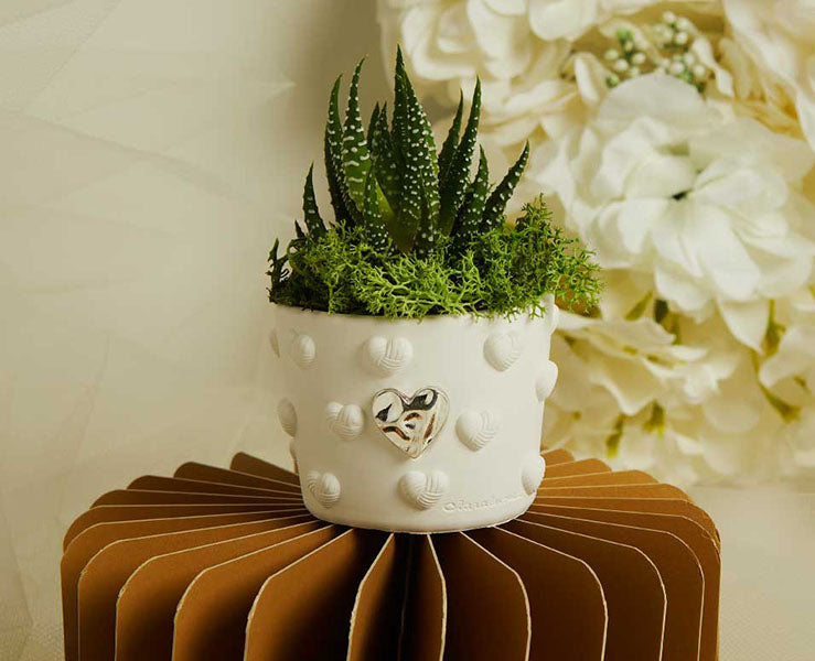 Vasetto cuoricini Claraluna con cuore silver e piantina grassa con muschio